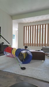 53K views · 6.5K reactions | Chloe woke up from her nap, now time to play with her tunnel!! | Chloe the Serval | Facebook