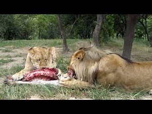 Lion and lioness feeding