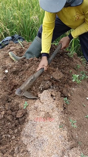 The process of mixing basic fertilizer for planting chilies #landcultivation