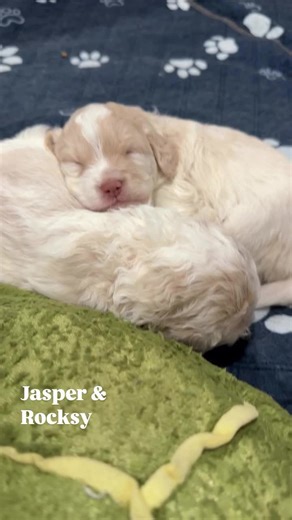 Jasper and Rocksy are napping beside the favorite turtle stuffed animal. These sweet pups are out of Coco’s Pebbles litter. #robynsnestminigoldens #cocospebbleslitter