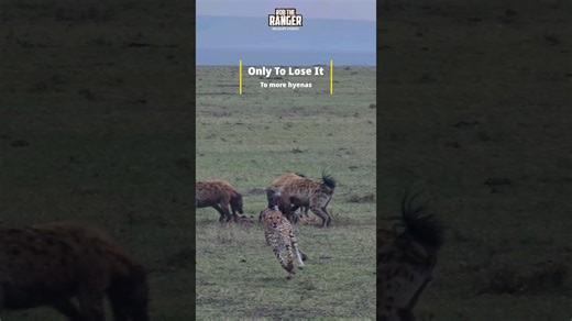 Cheetahs lose prey to hyenas twice in daring chase