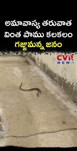 అమావాస్య తరువాత వింత పాము కలకలం గజ్జుమన్న జనం | Virul | CVR NEWS