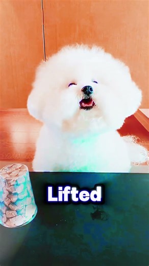 Smart Dog vs. The Shell Game! (Epic Fail) #shorts