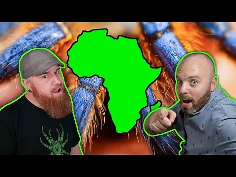 What's It's Like Keeping Tarantulas In South Africa?