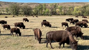 The start of the annual Governor’s Buffalo Roundup at Custer State Park is just one phase of a year-round wildlife management strategy. The Park’s 1300-or-so bison have spent the past year roaming and grazing on 77,000 acres of mixed rangeland and woodlands. They’ve had calves, and now it’s time to bring them in for vaccinations and herd-thinning. About 350 bison will be sold at auction this year. Limiting the herd size is the best way to keep the buffalo from overgrazing the available forage. T