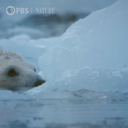 247K views · 5.5K reactions | Need a moment of zen? Sit back, relax and chill with a polar bear. [VID: Compilation of polar bear walking on thin ice, swimmng in water around icebergs.] | Nature | PBS | Facebook