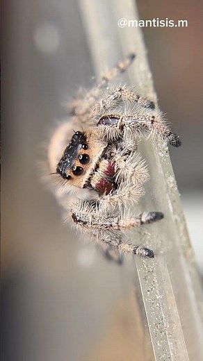 Cutest spider ever!