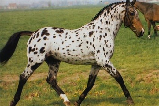 There’s something unforgettable about an Appaloosa. Their spotted coats look like living works of art, each pattern as unique as a fingerprint. But beyond the eye-catching beauty, these horses are celebrated for their versatility, intelligence, and loyalty. ✨ Athletic enough for competition. ✨ Gentle enough to be a trusted companion. ✨ Always unforgettable in the pasture. Whether under saddle or simply grazing in the field, the Appaloosa carries an elegance that speaks to horse lovers everywhere