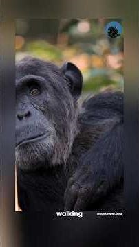 Chimpanzee? A Primate that uses tools?!