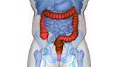 Human Digestive System Large Intestine Anatomy Animation Concept