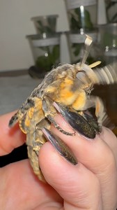 2K views · 33 reactions | Moths are cute! Tell me I’m wrong.. #moths #deathsheadhawkmoth#mothsuk #cutemoth | Jumping spider & Moth life | Facebook