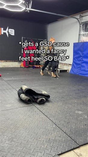 Obviously my handling skills have improved from starting Loki to starting Indy, but on top of that, these two dogs are incredibly different, almost opposites. Loki would never push into my hand for food, his food drive is just low-mid on good days. Indy would rip through my hand for food lol Thanks for recording @Cheyann #heelwork #dogtrainingtips #workingdog #workinglinegermansheperd#dutchshepherd