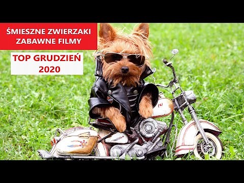 Śmieszne Zwierzęta | TOP GRUDZIEŃ 2020 | Najśmieszniejsze Filmy Świata | KLUB ŚMIESZNYCH ZWIERZĄT