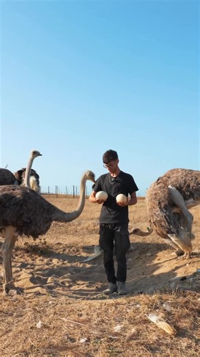 Voyage & Cuisine | CLAIRE | Il élève des centaines d’autruches 😱 J’ai rencontré @antho_dlpn, à la ferme L’Autruche de Laurette près de La Rochelle, qui m’a fait... | Instagram