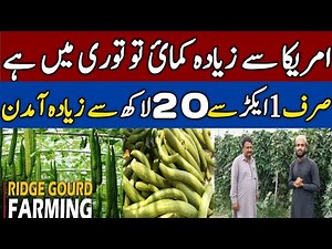 How to Grow Ridge Gourd |Ghia tori ke kasht |Vegetable farming in Pakistan 2023