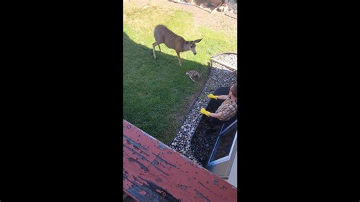 Man Rescues Fawn From Window Well
