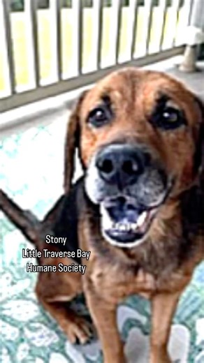 1.3K views · 26 reactions | Adoption Options  . This is a special...