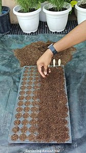 1M views · 12K reactions | How to germinate seeds in seedlings tray . . . . . #seeds #germination #seedlings #garden #terracegarden #organicgardening #gardening #gardeningaasaanhai | Gardening Aasaan Hai | Facebook
