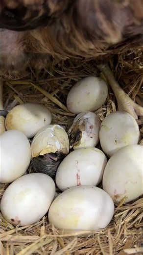 Mother hen hatching a duck egg #shorts #viral
