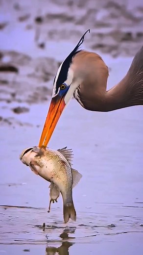 1.2M views · 12K reactions | Great blue heron Birds | Review Birds News | Facebook