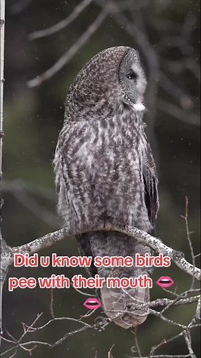 Birds Peeing via Mouth: Surprising Facts Revealed