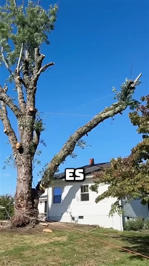 Sichere baumfallung #tiktok #fyp #tatsache #viral