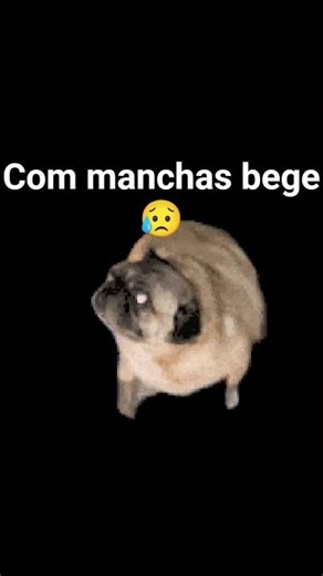 puggzito