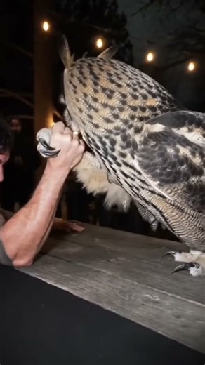 Man vs Owl Armwrestling Showdown