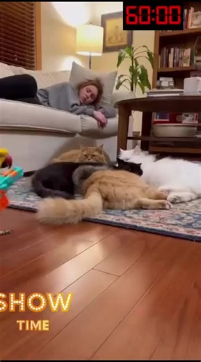 قوموا من هنا كفايه نوووم 😂😂 والله الببغاء عرف لهم بخمس ثواني طيرهم 😂 #viral #capcut #catsoftiktok #foryou #funnyvideo