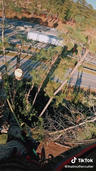 Professional Tree Cutting Techniques for Safety