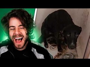 memes fresquinhos do reddit pra assistir enquanto almoça