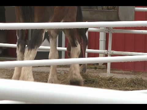 Clydesdale Breeding Farm