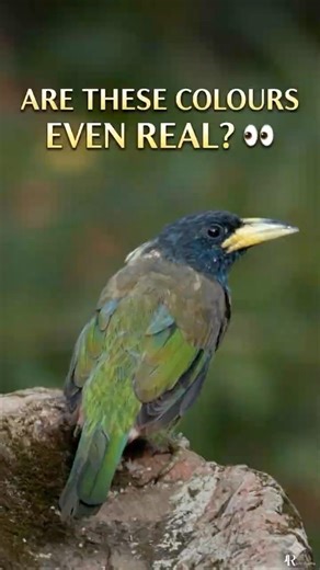 This bird will leave you speechless 😶 💫 #wildlife #shorts #nature
