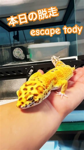 本日の脱走#爬虫類 #ヒョウモントカゲモドキ #レオパ#レオパードゲッコー #leopardgecko #gecko