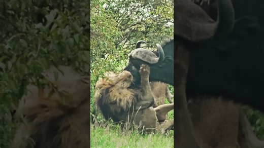 Intense Showdown: Buffalo Caught In A Surprise Lion Ambush