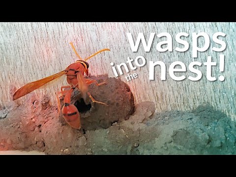 Amazing Potter Wasp Builds Mud Nest and Lays Egg | NaturalEye | el Liven