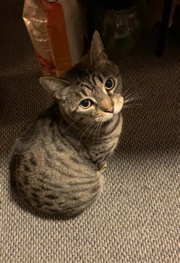 Cute cat watches me restore and polish a 600 year old Japanese samurai katana sword. #sword #katana #japan #cat #cute