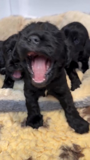 89K views · 2.6K reactions | ✨We've got just two gorgeous show girls...