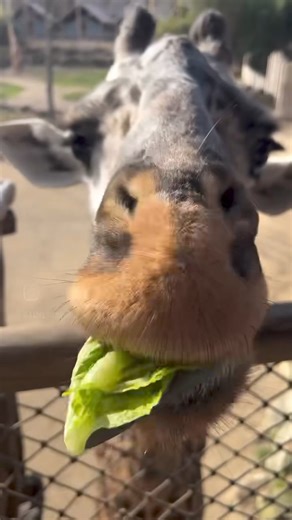 84K views · 3.6K reactions | Happy Meals! Giraffe feeding is sponsored by Chickfilacincynky | Cincinnati Zoo & Botanical Garden | Facebook