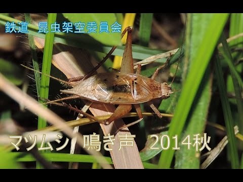 （秋の鳴く虫） マツムシ 鳴き声 2014