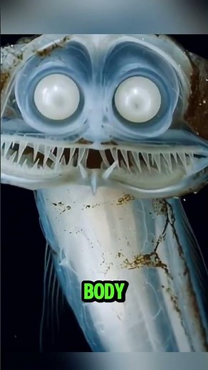 The Creepiest Fish You’ve Never Seen – The Telescope Fish
