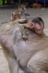 55K views · 1.8K reactions | Baby monkey crying very loudly and scared, why does the mother monkey treat the baby | Monkey BC | Facebook