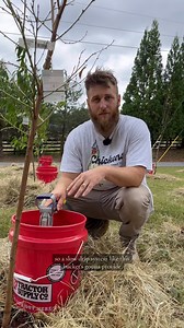 115K views · 19K reactions | This is how we plan to water our freshly planted orchard! A DIY slow drip system using 5 gallon buckets. Fruit trees need a lot of water and this will give you a more effective way to water them! #homestead #foilhatgang #homesteader #selfsufficient #orchard #fruittree #gardening | B&R Homestead | Facebook