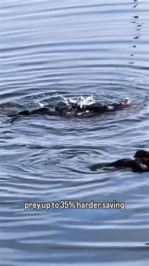 2K views · 43 reactions | Creature of the day: The Sea Otter 簾 簾 簾 The sea otter is a marine mammal native to the coasts of the northern and eastern North Pacific Ocean. Adult sea otters typically weigh between 14 and 45 kg, making them the heaviest members of the weasel family, but among the smallest marine mammals. (Wikipedia)  @allthingsmarinelife IG : @maxwelhohn @jonandersonphoto @loriannah @ahs808 @cle0crossing | Angry Trini | Facebook