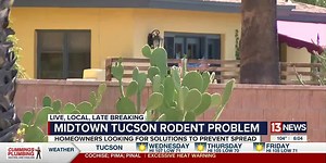 Rats are plaguing some mid-town neighborhoods, including Sam Hughes