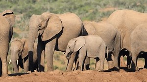 African Elephants Loxodonta Africana Natural Habitat Stock Footage Video (100% Royalty-free) 1103024917 | Shutterstock