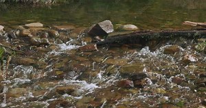 Shallow stream cascading and flowing over rocks, stones and a log