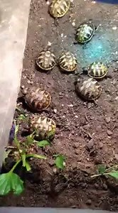 1.8K views · 132 reactions | Follow the leader at bedtime | The Tortoise Table | Facebook