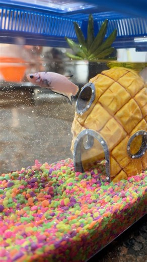 Betta Fish Swimming | Relaxing Aquarium Video | Watch My Betta Swim in Peace 😂 #bettafish #funny