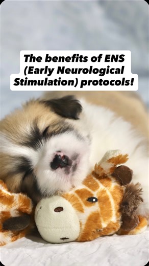Rachel Anderson | Pembroke Welsh Corgi Breeder on Instagram: "For ENS (Early Neurological Stimulation) there are 5 exercises, 1- Tactile stimulation 2- head held up 3- head held down 4- supine position 5- Thermal stimulation"